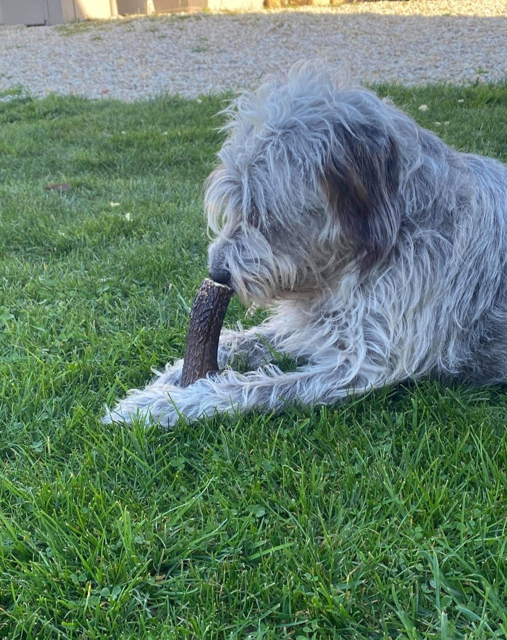 Bois de Cerf taille M - L endroit par Fée