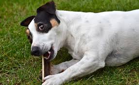 Bois de Cerf taille S - L endroit par Fée